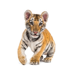Two months old tiger cub walking against white background