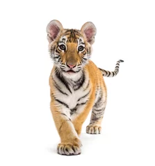 Foto op Canvas Two months old tiger cub walking against white background © Eric Isselée