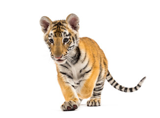 Two months old tiger cub walking against white background