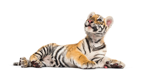 Two months old tiger cub lying against white background