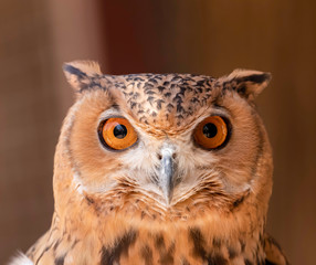 portrait of an owl
