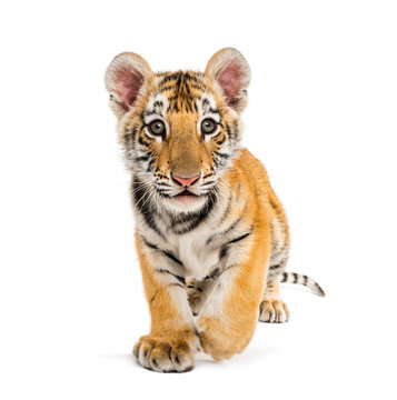 Two months old tiger cub walking against white background