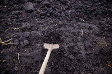 top view of metal shovel digging black soil land in the vegetable garden on the farm during autumn agricultural work