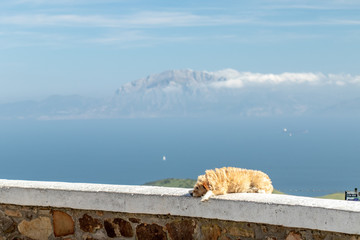 Dog taking a rest with spectacular view to African mountain Jebel usa 