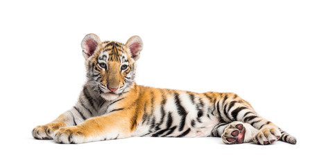 Obraz premium Two months old tiger cub lying against white background