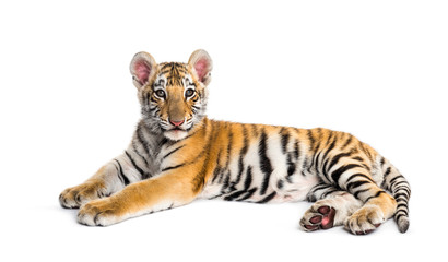Obraz premium Two months old tiger cub lying against white background
