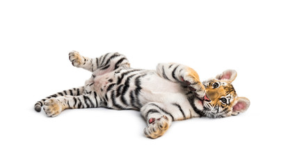 Two months old tiger cub lying against white background