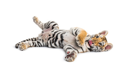 Two months old tiger cub lying against white background