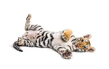 Foto op Plexiglas Twee maanden oude tijgerwelp die tegen witte achtergrond ligt © Eric Isselée