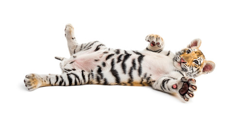 Two months old tiger cub lying against white background