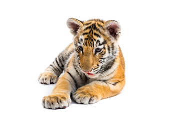 Two months old tiger cub lying against white background