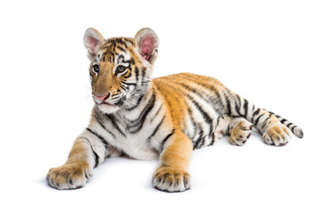 Fototapeta premium Two months old tiger cub lying against white background
