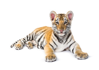 Two months old tiger cub lying against white background