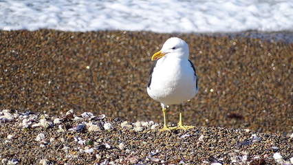 Gull or seagull posing on profile on the shore of a beach