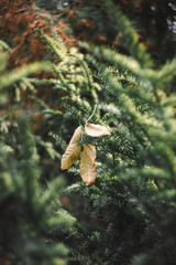  autumn yellow leaf lies on spruce