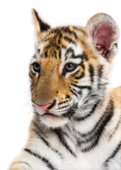 Close-up on a Two months old tiger cub against white background