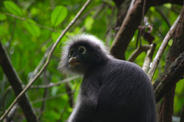 singe