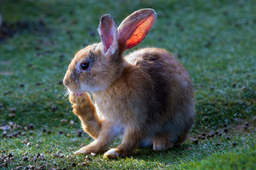 Bunny rabbit in farm