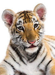 Close-up on a Two months old tiger cub against white background