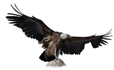 Obraz premium Griffon vulture on stone on white background