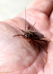 A brown cockroach is crawling on his left palm on a white background.