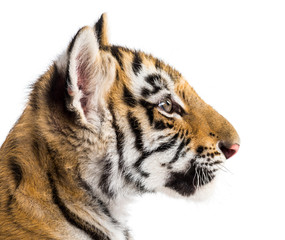Two months old tiger cub against white background