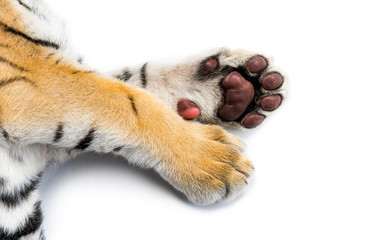 Close up of, Two months old tiger cub lying, isolated on white © Eric Isselée