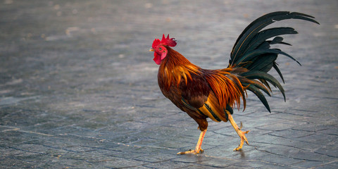 Rooster and hens in the farm