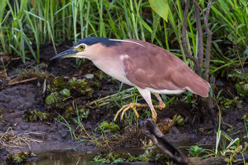 Nankeen Night Heron (Nycticorax caledonicus)