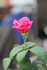 pink rose on green background