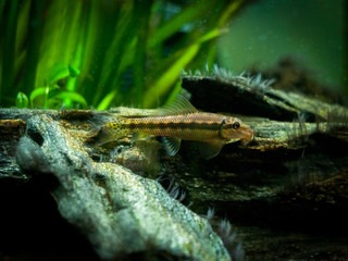 Chinese Algae Eater in fish tank (Gyrinocheilus aymonieri)