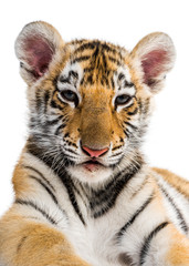 Two months old tiger cub against white background