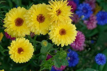 Blumenwiese mit Ringelblumen