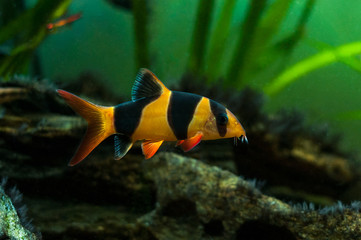 Large clown loach in fish tank (Chromobotia macracanthus)