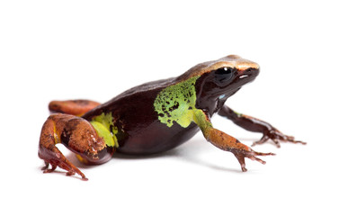 Beautiful mantella, Mantella pulchra, isolated on white
