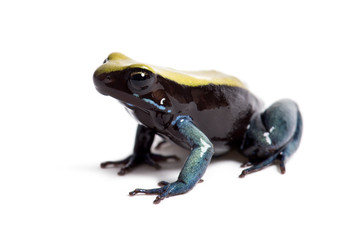 Blue-legged mantella, Mantella expectata, isolated on white