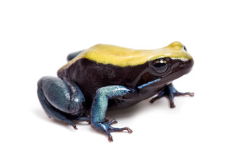 Blue-legged mantella, Mantella expectata, isolated on white
