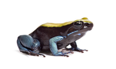 Obraz premium Blue-legged mantella, Mantella expectata, isolated on white