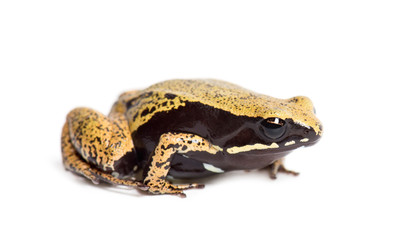 Yellow mantella or eastern mantella, Mantella crocea