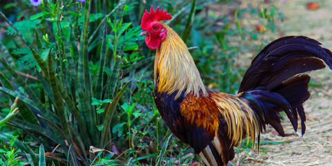 Rooster and hens in the farm