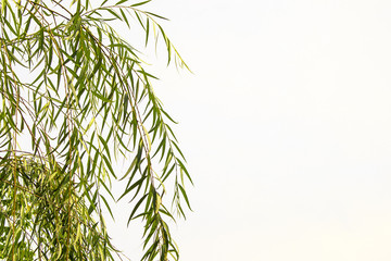 Green Leaves sky background white.