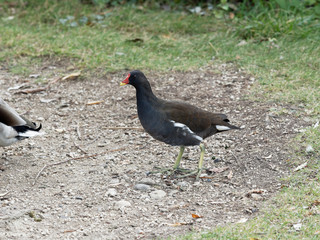 Gallinula chloropus | Die Teichralle oder Teichhuhn