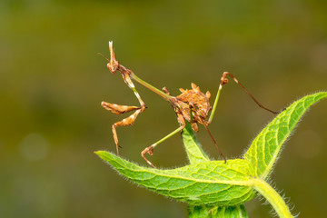 Close up of pair of Beautiful European mantis ( Mantis religiosa )