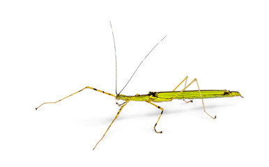 Yellow Flying Stick, Necroscia annulipes, phasma