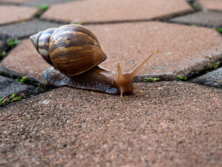 The snail walking on the brick block is stretching his neck out to find food for sustenance. In a hungry manner Walk slowly Has a curved body, beautiful stripes, brown, alternating yellow wood