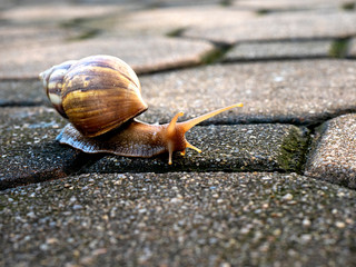 The snail walking on the brick block is stretching his neck out to find food for sustenance. In a hungry manner Walk slowly Has a curved body, beautiful stripes, brown, alternating yellow wood