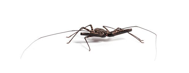 Damon diadema is a species of amblypygid