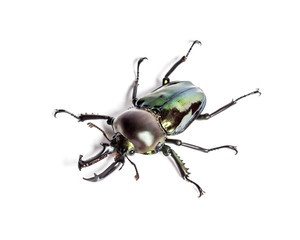 Rainbow stag beetle, Phalacrognathus muelleri, in front of white