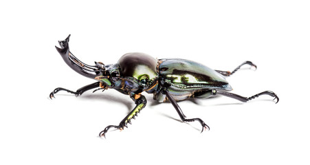 Rainbow stag beetle, Phalacrognathus muelleri, in front of white