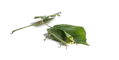 Giant katydid, Stilpnochlora couloniana, on leaf in front of whi